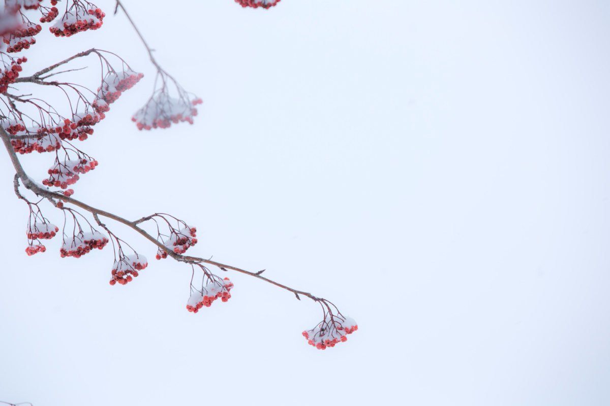 miyokokato kamakura biei 美瑛