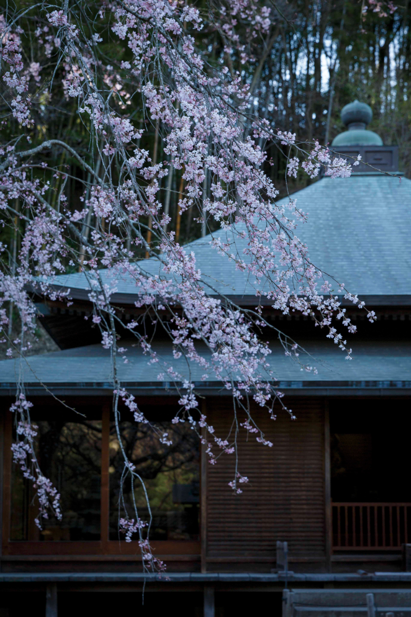 miyokokato kamakura 鎌倉