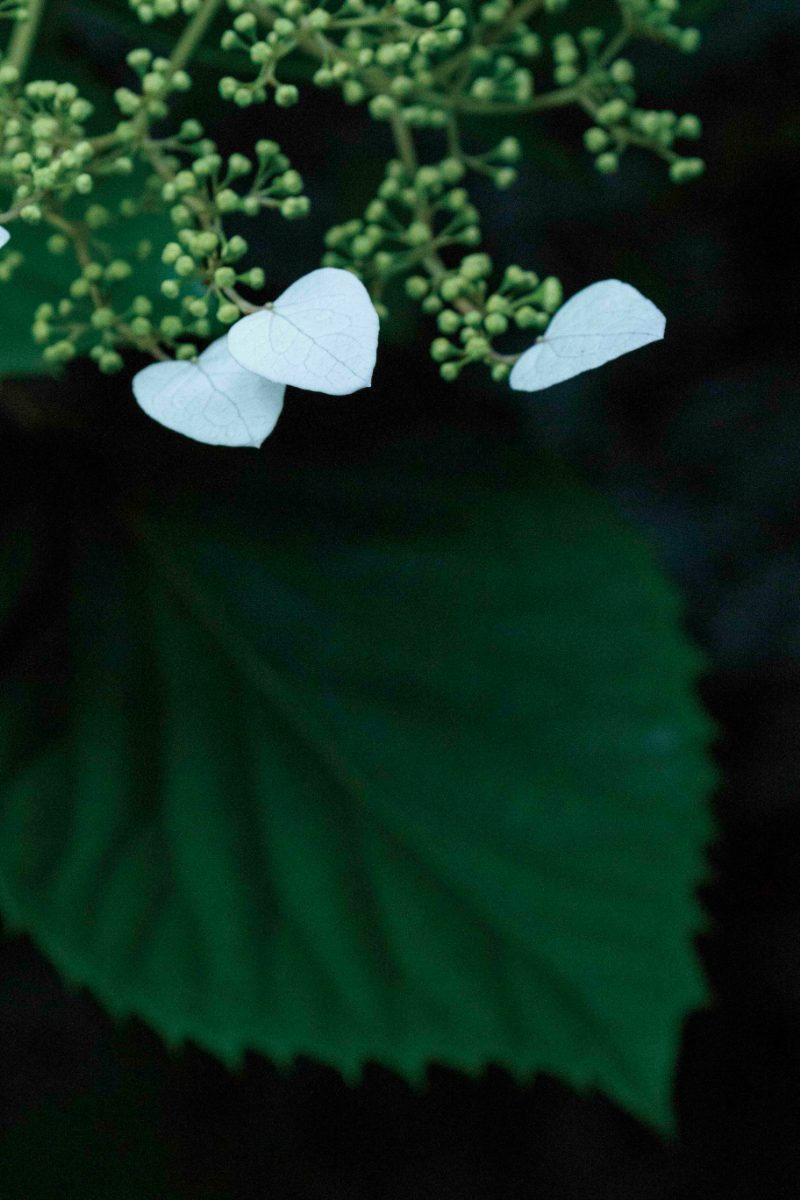 miyokokato kamakura 鎌倉